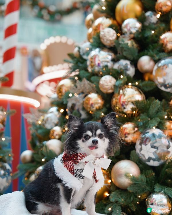 有笑容嘅聖誕特輯🎄