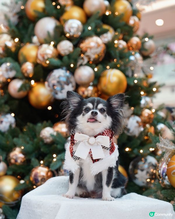 有笑容嘅聖誕特輯🎄