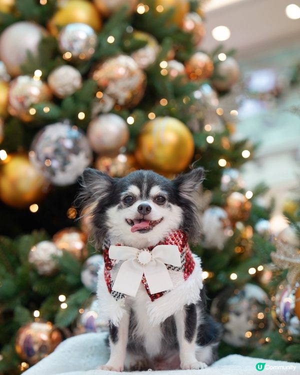 有笑容嘅聖誕特輯🎄