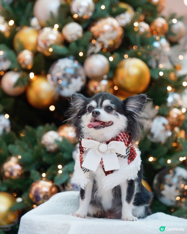 有笑容嘅聖誕特輯🎄