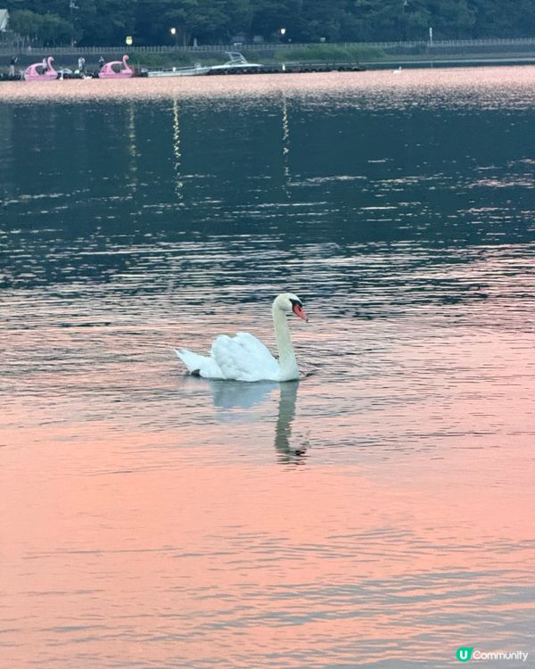 日落白鳥濱，粉紅湖景超夢幻！🌅✨