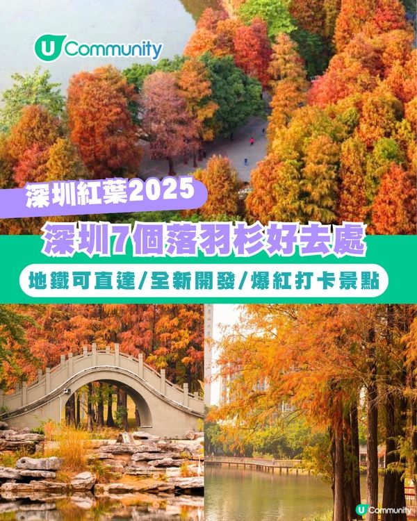 【深圳紅葉2025】深圳7大落羽杉好去處 地鐵可直達/全新開發/爆紅打卡景點