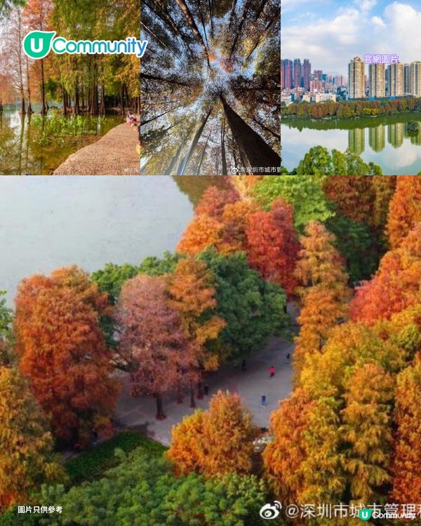 【深圳紅葉2025】深圳7大落羽杉好去處 地鐵可直達/全新開發/爆紅打卡景點