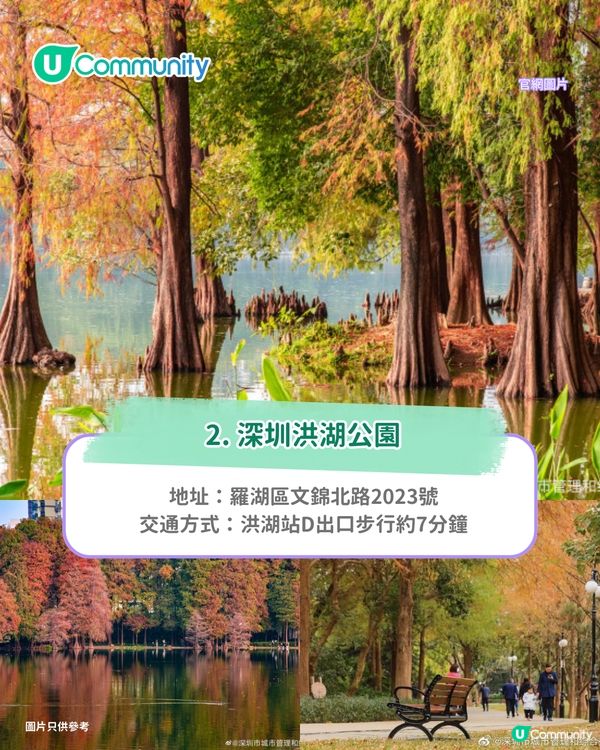 【深圳紅葉2025】深圳7大落羽杉好去處 地鐵可直達/全新開發/爆紅打卡景點