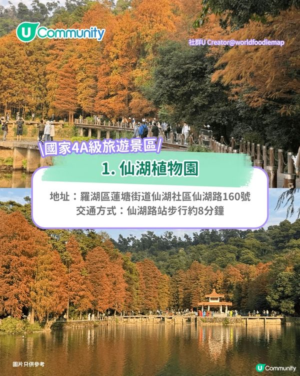 【深圳紅葉2025】深圳7大落羽杉好去處 地鐵可直達/全新開發/爆紅打卡景點