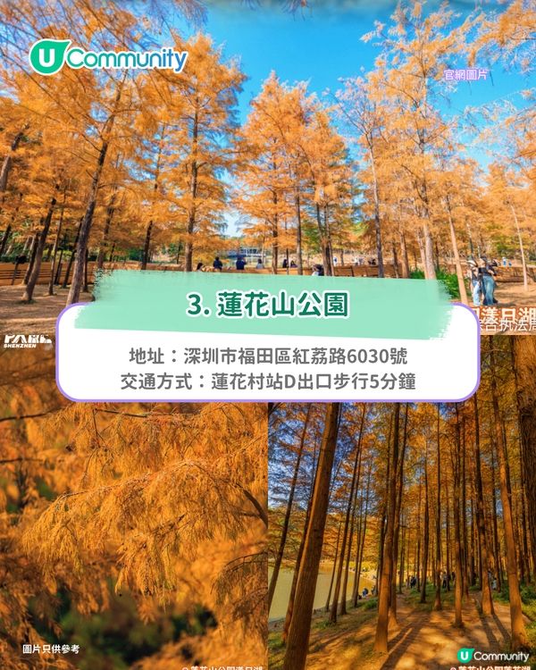 【深圳紅葉2025】深圳7大落羽杉好去處 地鐵可直達/全新開發/爆紅打卡景點