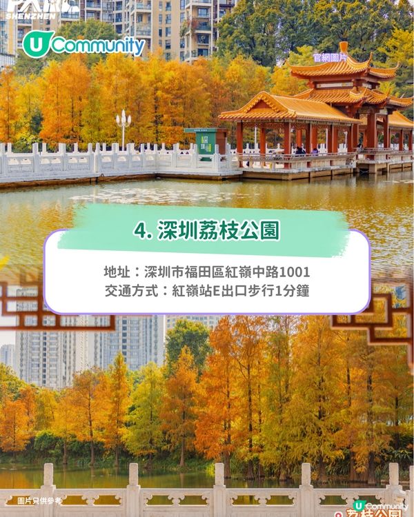 【深圳紅葉2025】深圳7大落羽杉好去處 地鐵可直達/全新開發/爆紅打卡景點