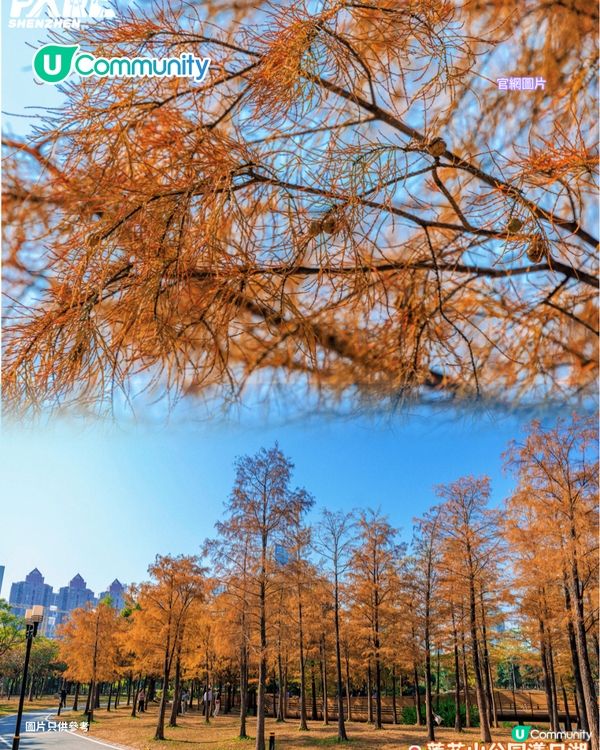 【深圳紅葉2025】深圳7大落羽杉好去處 地鐵可直達/全新開發/爆紅打卡景點