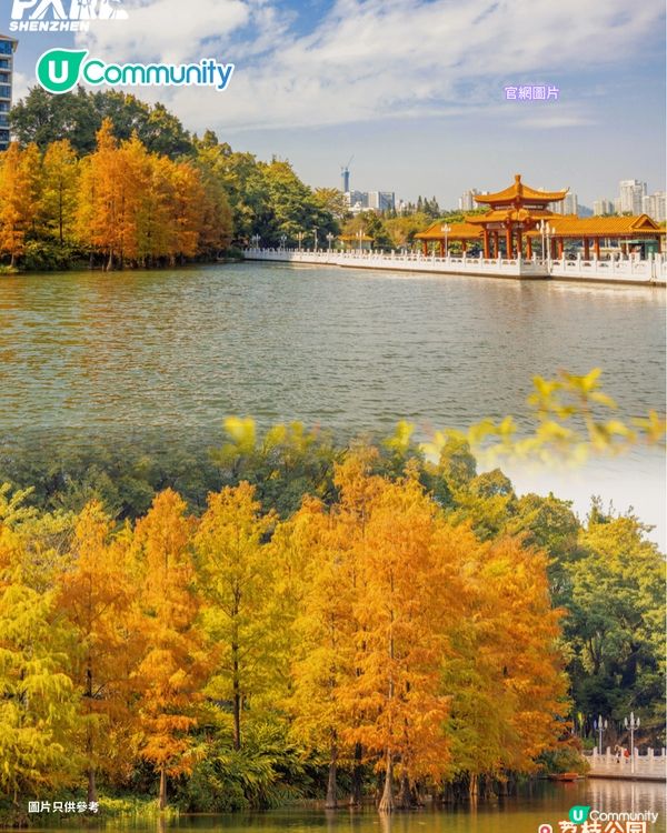 【深圳紅葉2025】深圳7大落羽杉好去處 地鐵可直達/全新開發/爆紅打卡景點