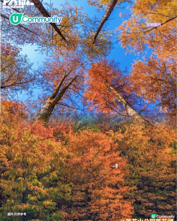 【深圳紅葉2025】深圳7大落羽杉好去處 地鐵可直達/全新開發/爆紅打卡景點