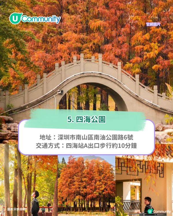 【深圳紅葉2025】深圳7大落羽杉好去處 地鐵可直達/全新開發/爆紅打卡景點
