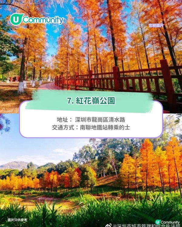 【深圳紅葉2025】深圳7大落羽杉好去處 地鐵可直達/全新開發/爆紅打卡景點