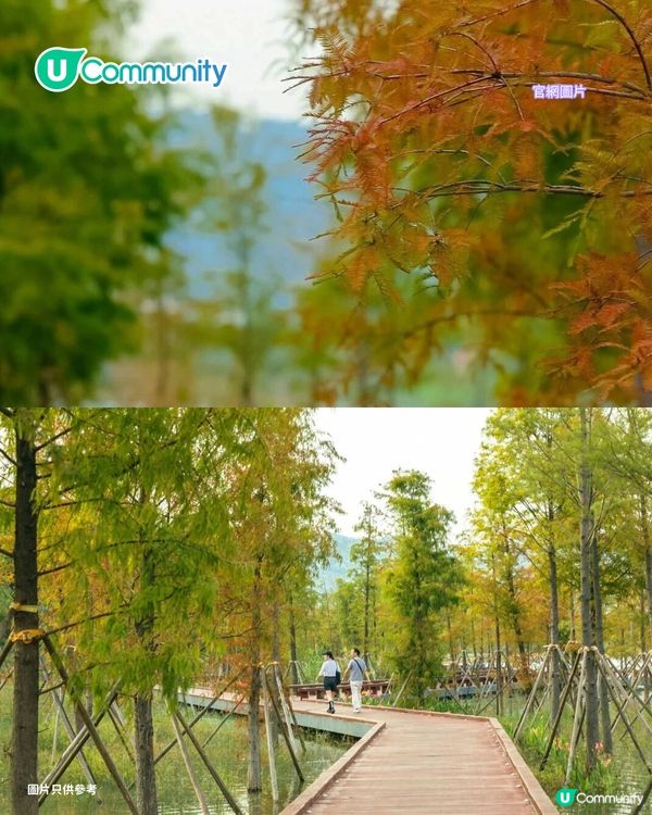 【深圳紅葉2025】深圳7大落羽杉好去處 地鐵可直達/全新開發/爆紅打卡景點