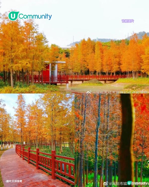 【深圳紅葉2025】深圳7大落羽杉好去處 地鐵可直達/全新開發/爆紅打卡景點