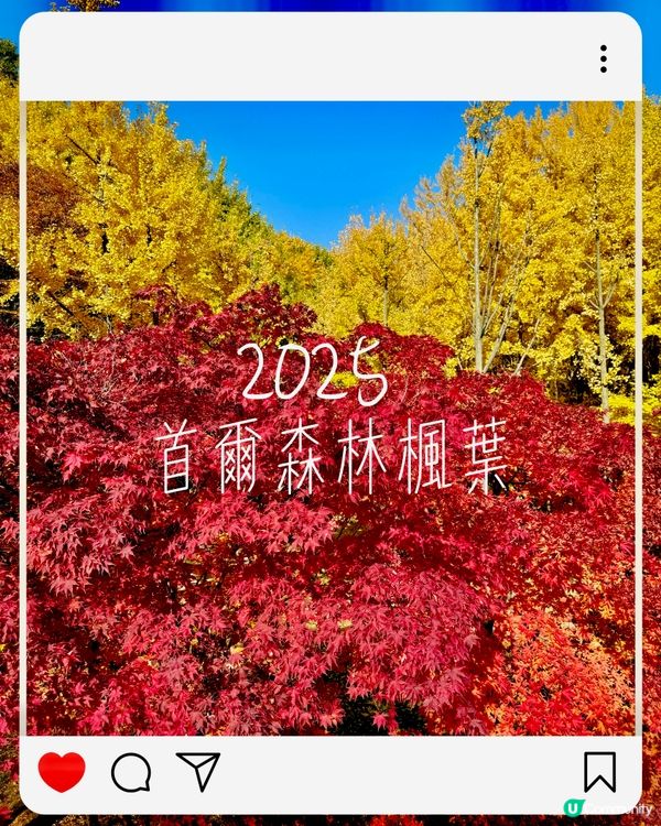 2025 首爾森林楓葉攻略🍁！