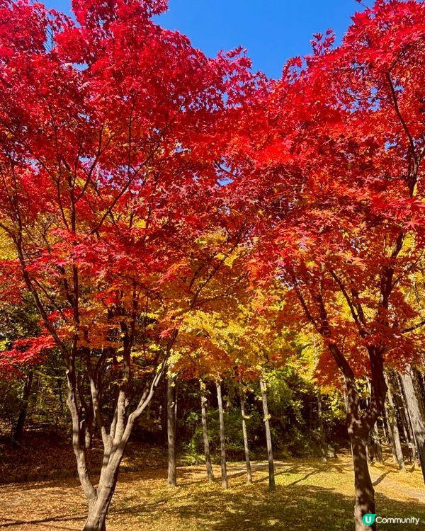 2025 首爾森林楓葉攻略🍁！