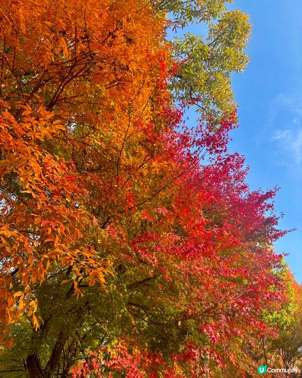 2025 首爾森林楓葉攻略🍁！