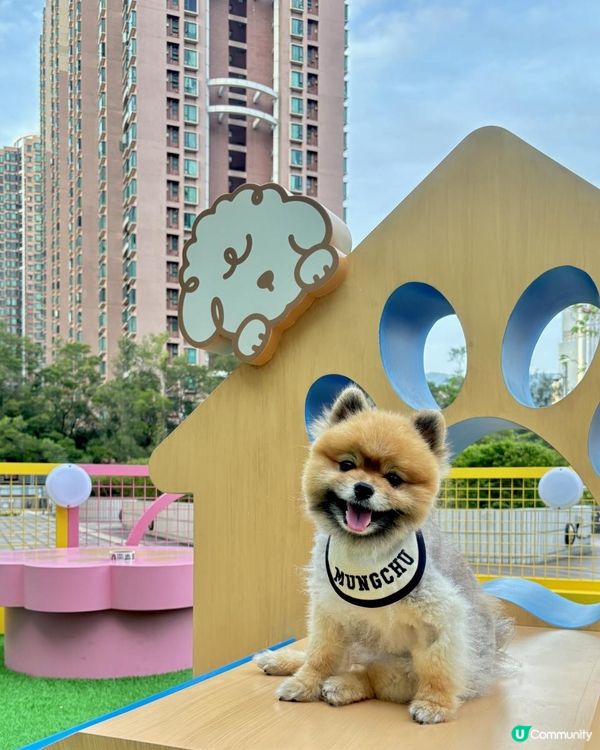 🩵青衣城の青新貓狗樂園💚