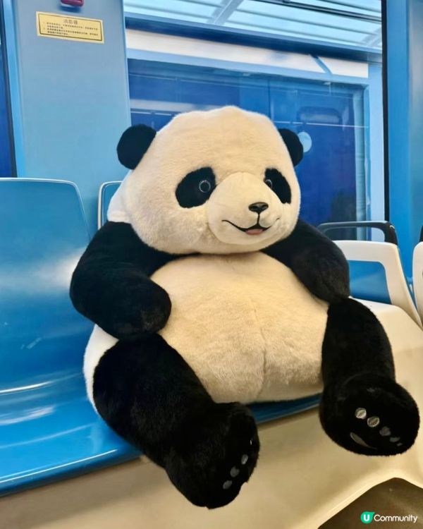 熊貓主題電車🤤巨型熊貓任攬唔嬲