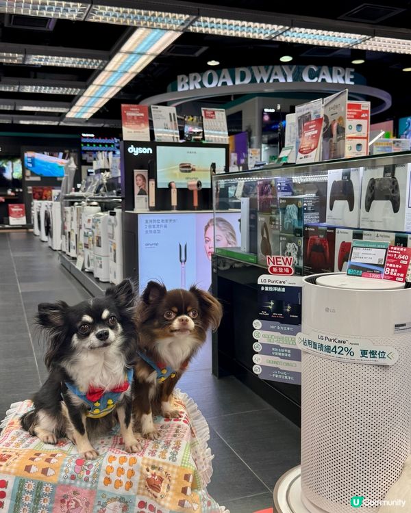 ｢青新貓狗樂園 ｣