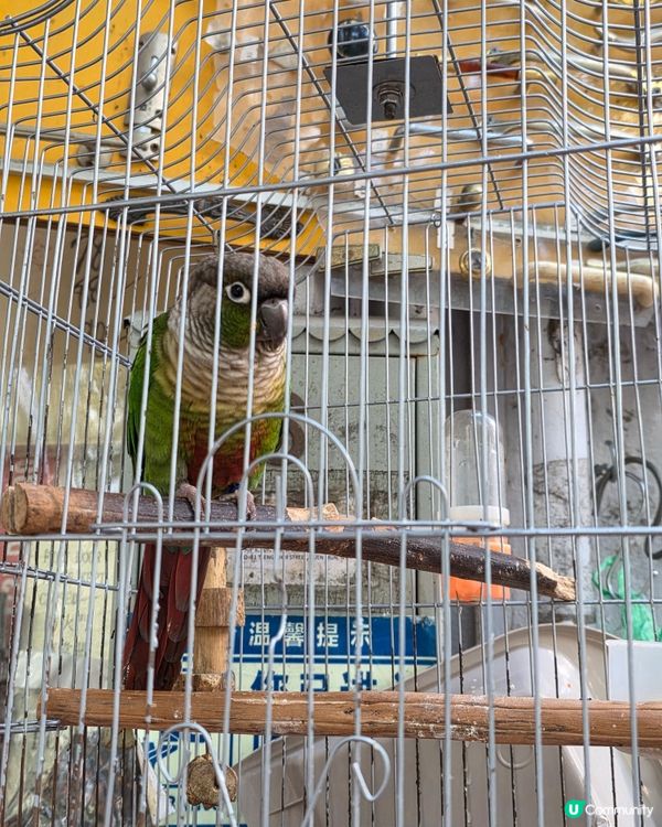 鸚鵡