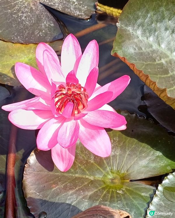 生日免費坐昂坪360