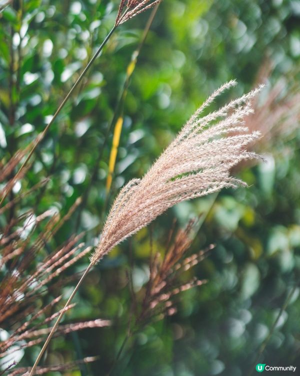 【昂坪行山探索遊】四大山徑+纜車85折優惠全解析