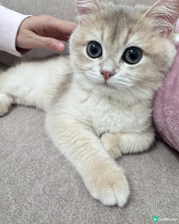 可愛貓咪
