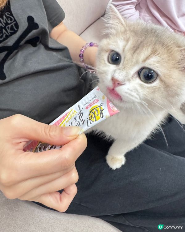 可愛貓咪