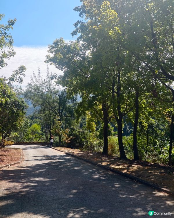 元朗行山的好處🍂大棠楓香林