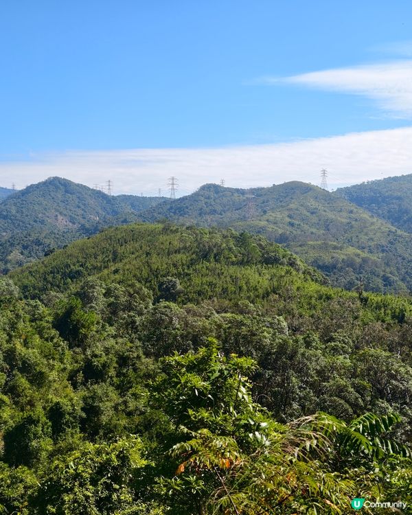 元朗行山的好處🍂大棠楓香林
