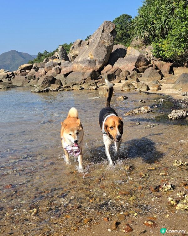 出發！去玩！荔枝莊人寵活動, 享受大自然美景與歡樂時光. 