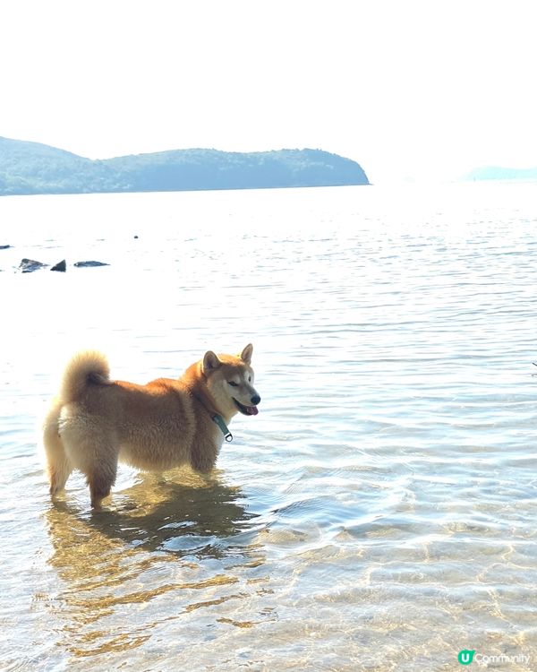 出發！去玩！荔枝莊人寵活動, 享受大自然美景與歡樂時光. 