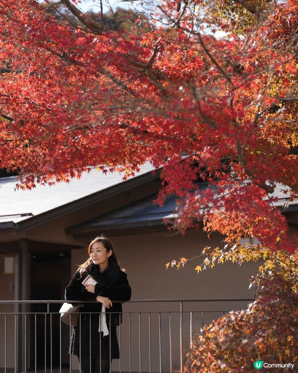 上年十一月去左大阪的勝尾寺(Katsuo-ji)🍁 勝尾寺以...
