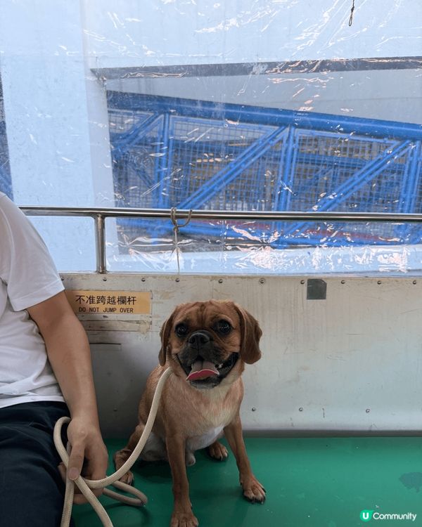 九龍城去北角狗仔都只係需要俾$11就可以過到海！然後去到北角...