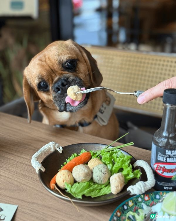 九龍城去北角狗仔都只係需要俾$11就可以過到海！然後去到北角...