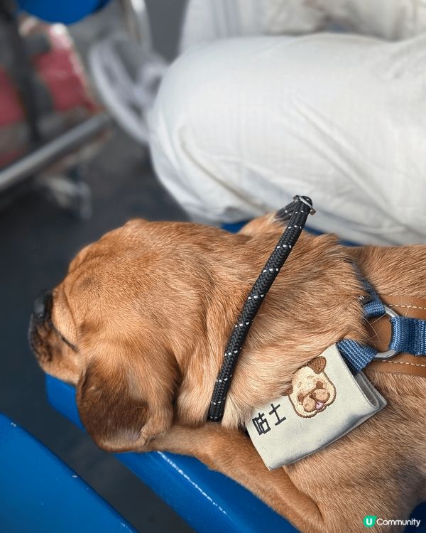 九龍城去北角狗仔都只係需要俾$11就可以過到海！然後去到北角...