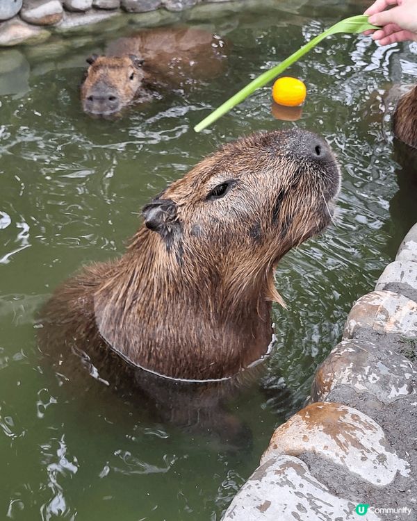 宜蘭太chill啦！