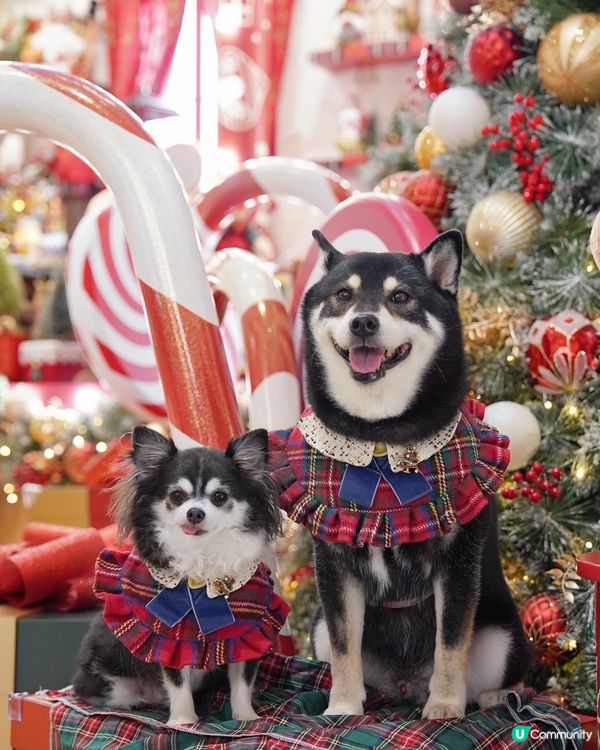 久違兩兄弟正經合照🎄