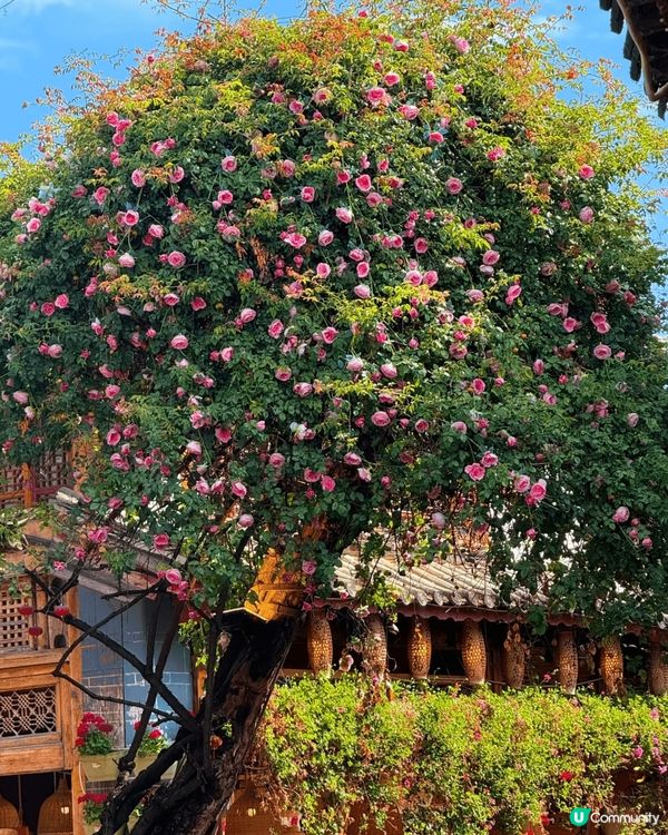 行過云南麗江古城啲石板路，成陣花香撲鼻！兩邊舊樓掛滿晒花花綠...