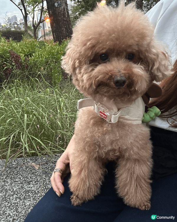 🔴每日都帶愛犬落街散步，處理狗狗大小二便後都必須消毒雙手。...