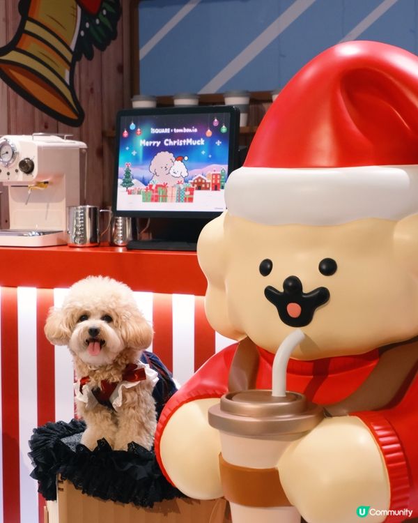 貴婦犬Muck登陸香港啦