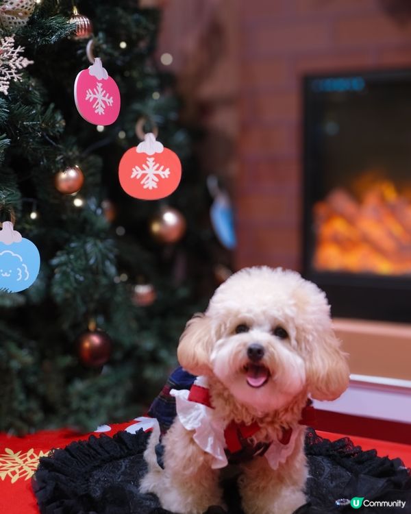 貴婦犬Muck登陸香港啦