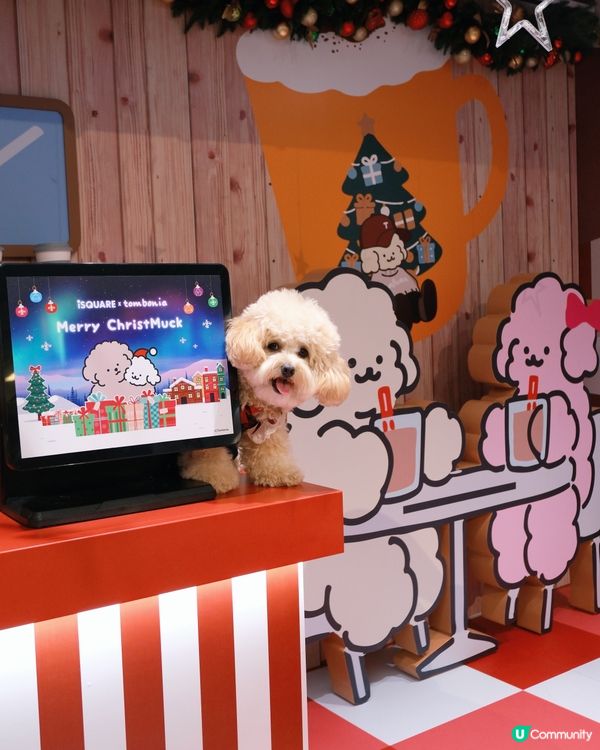 貴婦犬Muck登陸香港啦