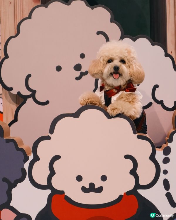 貴婦犬Muck登陸香港啦