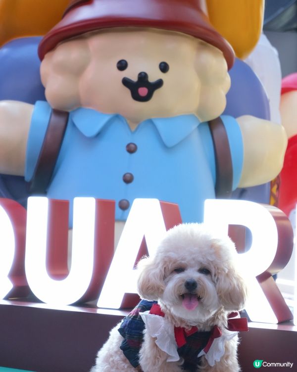 貴婦犬Muck登陸香港啦