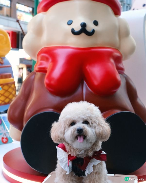 貴婦犬Muck登陸香港啦