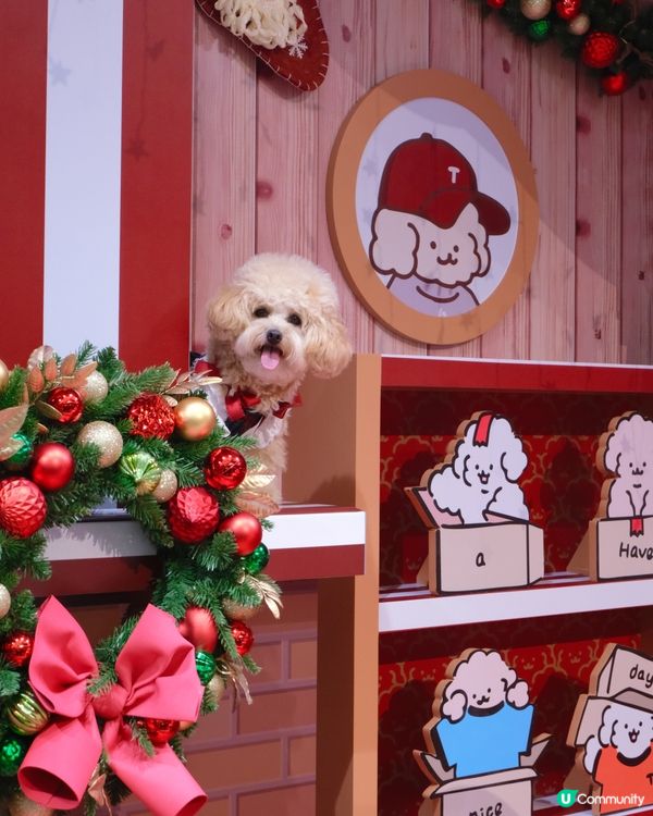 貴婦犬Muck登陸香港啦