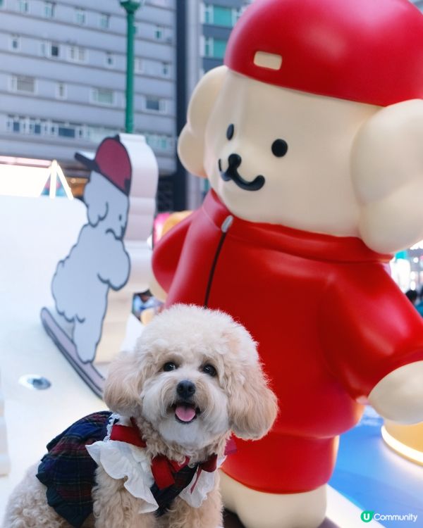 貴婦犬Muck登陸香港啦