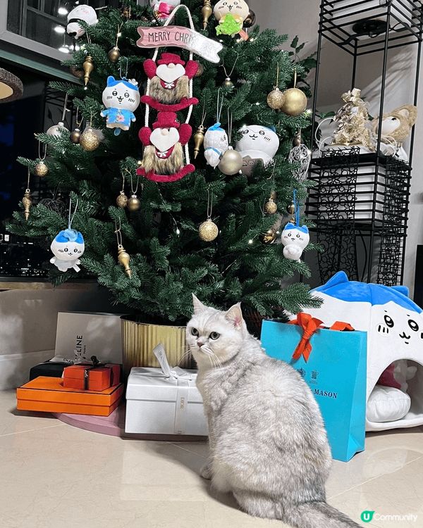 聖誕節，最快樂的一定小朋友及寵物，每年屋企都會開party,...